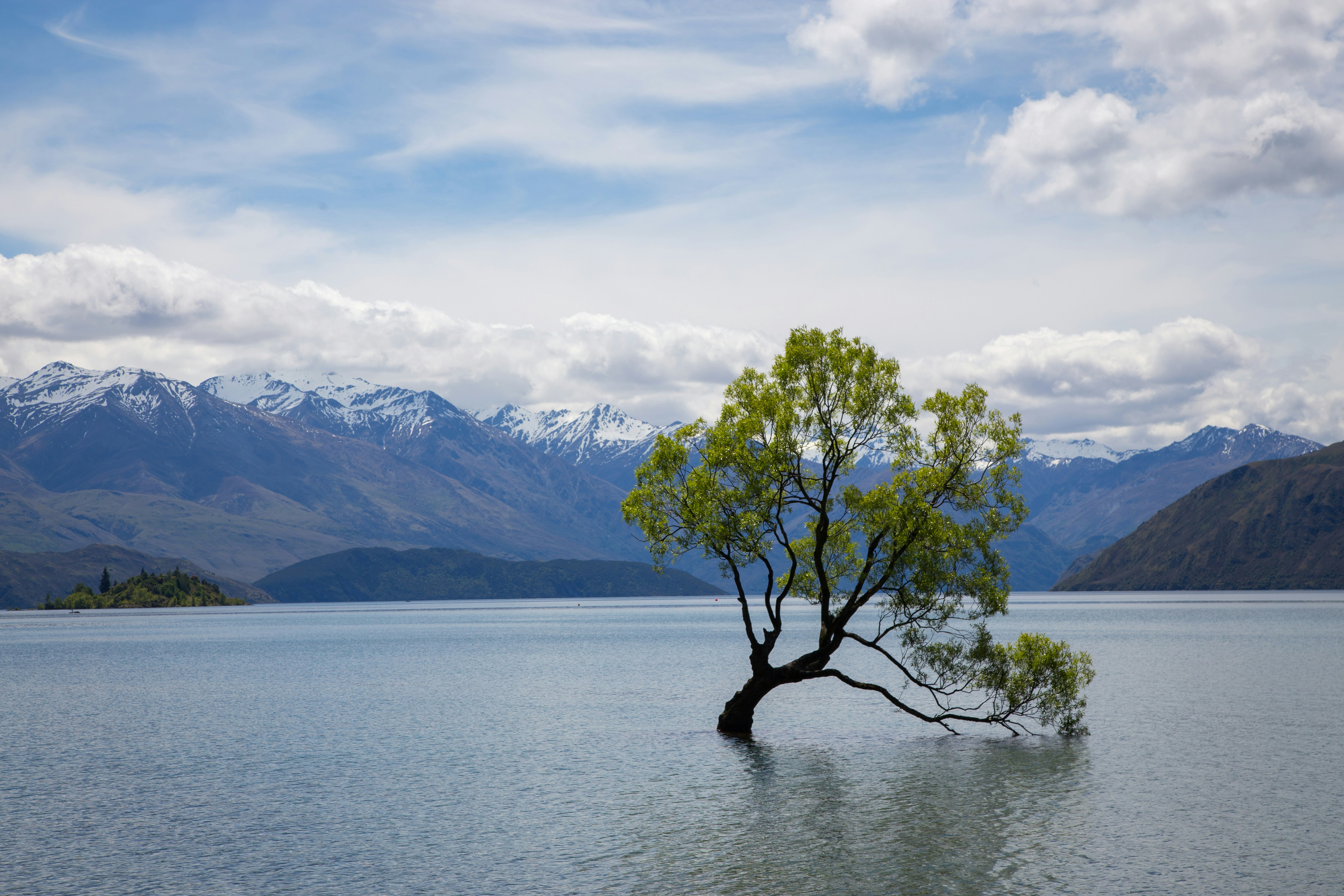 The Tree in Water: A Metaphor for Growth or Struggle in Your Mindset