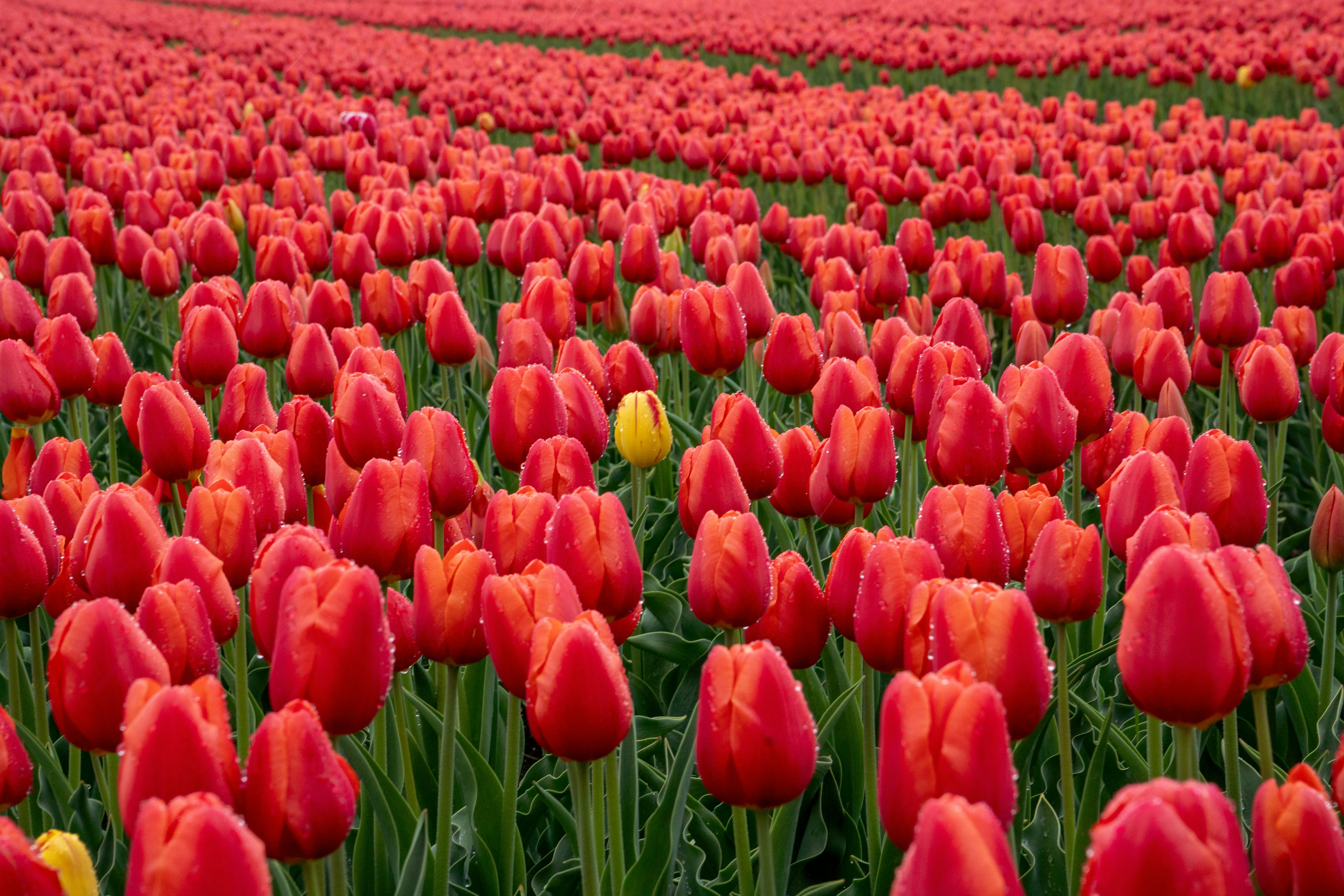 Healing in Context: Why Mental Health Is Never One-Size-Fits-All