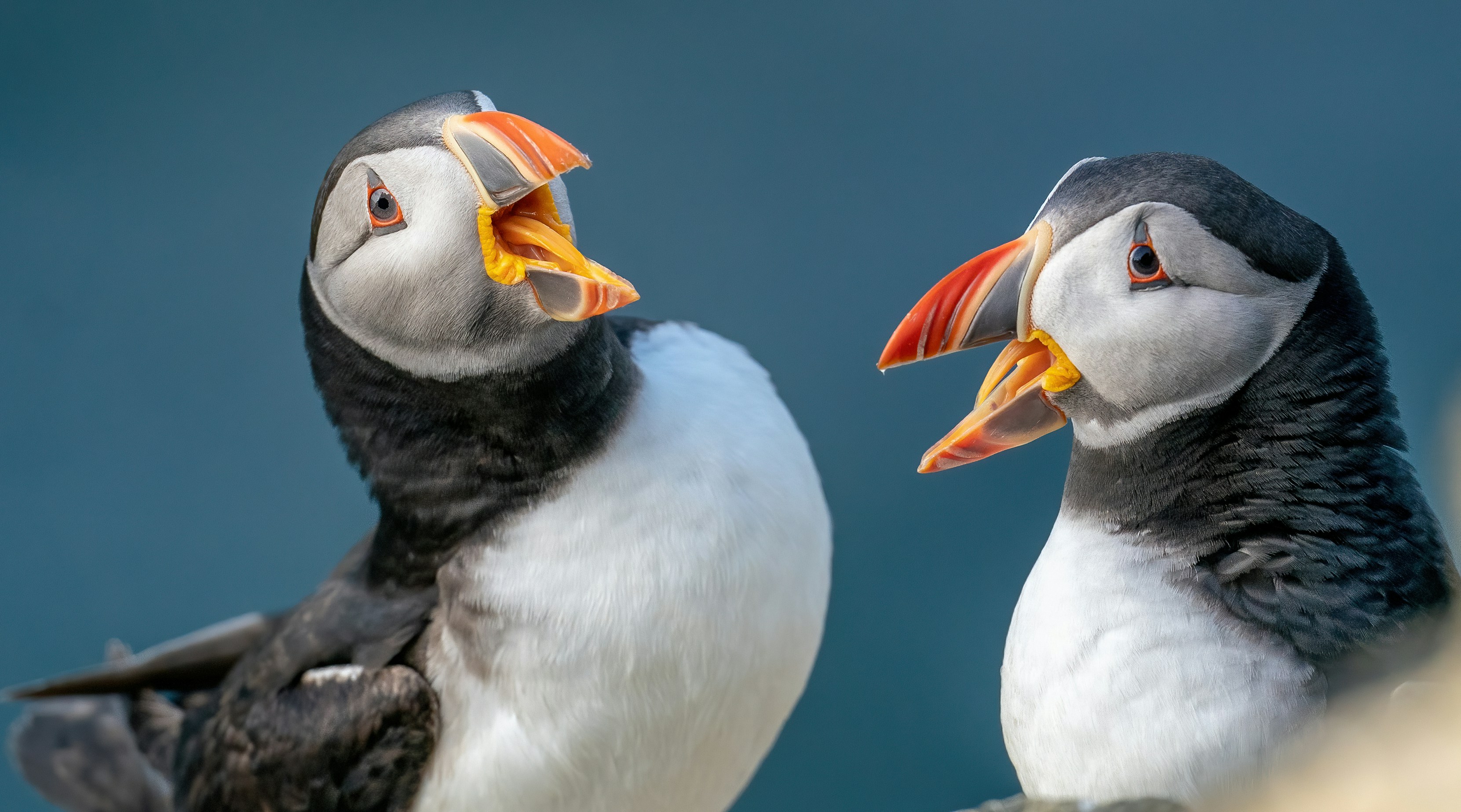 The Psychology of Sounding Smart: Why We Perform Intelligence Instead of Seeking Understanding